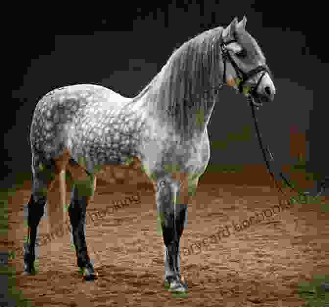 A Beautiful, Dappled Gray Horse Standing In A Field Gift Horse (Winnie The Horse Gentler 6)