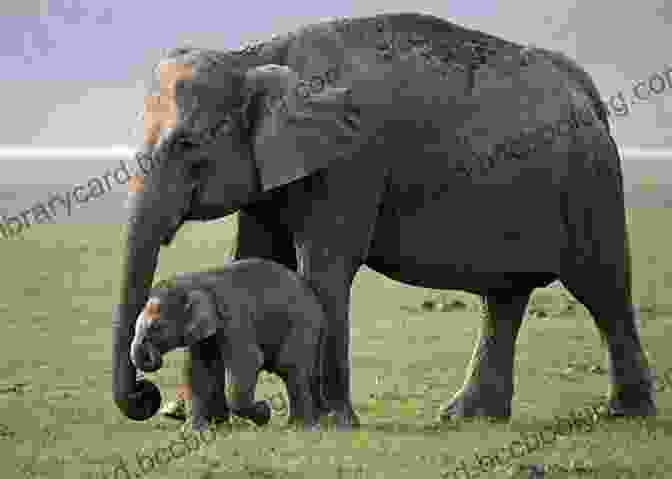 A Close Up Of An Elephant Family, Nurturing Their Young Calf. Where Are The Elephants? Cynthia Helms