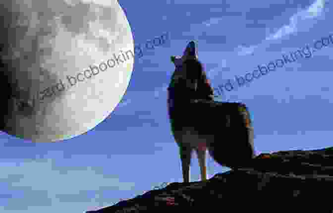A Coyote Howling At The Moon Coyote America: A Natural And Supernatural History