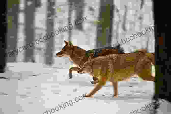 A Coyote Running Through The Wilderness Coyote America: A Natural And Supernatural History