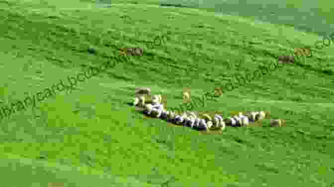 A Flock Of Sheep Grazing In A Lush Meadow Under A Vast Blue Sky Vanishing Fleece: Adventures In American Wool