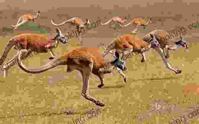 A Group Of Kangaroos Leaping Effortlessly Across A Grassy Plain. Australia Oceania: The World Down Under (Learning Is Awesome Kids 7)