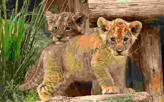 A Group Of Lion Cubs Playing Lions Of Lingmere 2 Lion Country