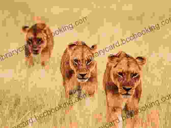 A Group Of Lions Hunting Together Lions Of Lingmere 2 Lion Country