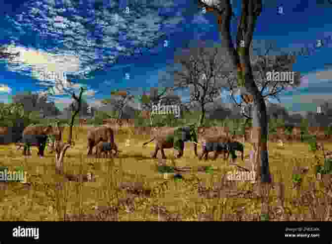 A Majestic Herd Of Elephants Roaming The African Savanna. Where Are The Elephants? Cynthia Helms