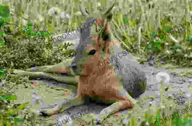 A Patagonian Hare Running Through A Field Of Wildflowers. The Patagonian Hare: A Memoir