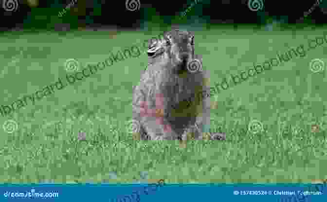 A Patagonian Hare Sitting In The Grass, Looking Directly At The Camera. The Patagonian Hare: A Memoir