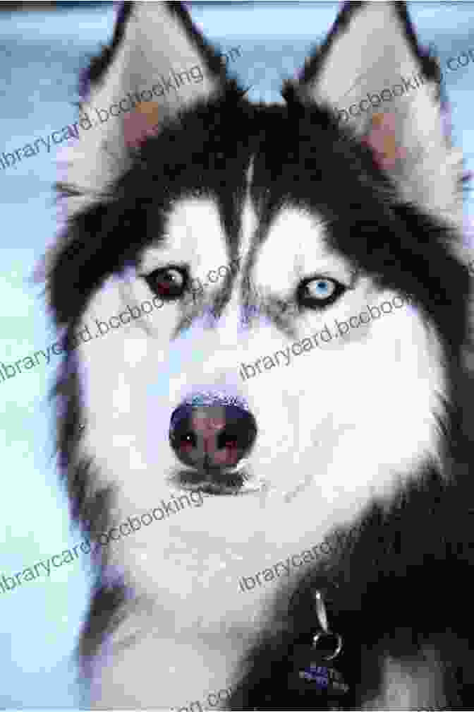 A Photo Of Balto, A Siberian Husky Let Me Tell You About Jasper : How My Best Friend Became America S Dog