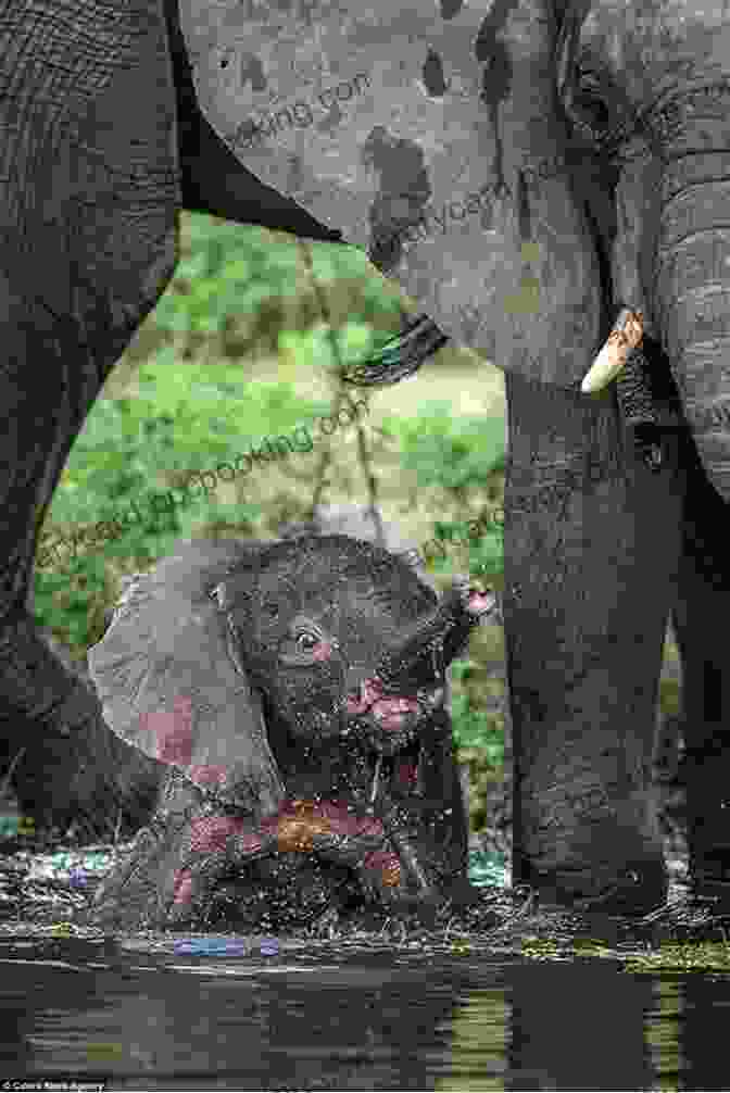 A Playful Elephant Calf Frolicking In A Muddy Pool. Where Are The Elephants? Cynthia Helms