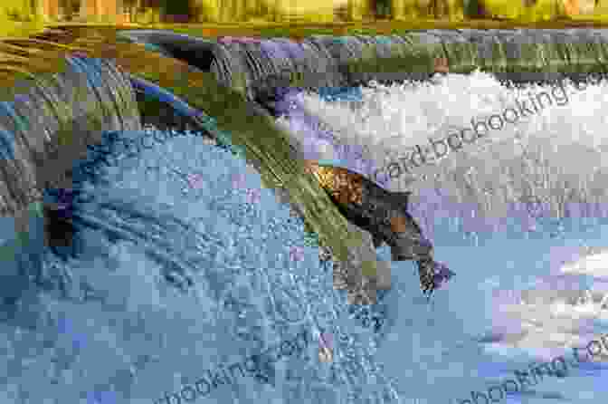 A Salmon Jumping Out Of A Waterfall Sounds Of The River: A Memoir