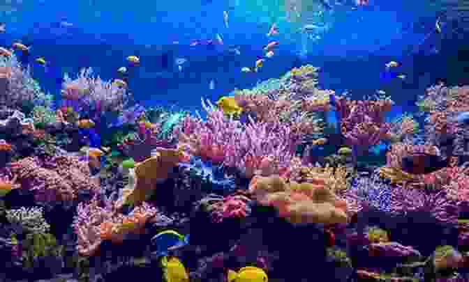 A Vibrant Underwater Panorama Of The Great Barrier Reef, Showcasing Its Diverse Coral Formations And Marine Life. Australia Oceania: The World Down Under (Learning Is Awesome Kids 7)