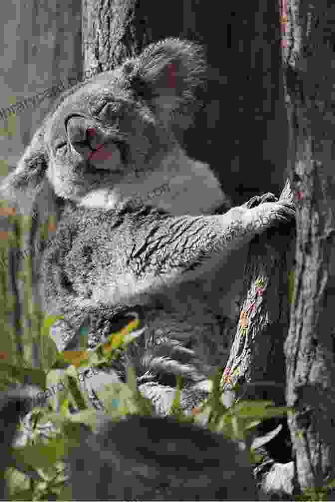 Adorable Koalas Basking In The Warm Australian Sun. Australia Oceania: The World Down Under (Learning Is Awesome Kids 7)