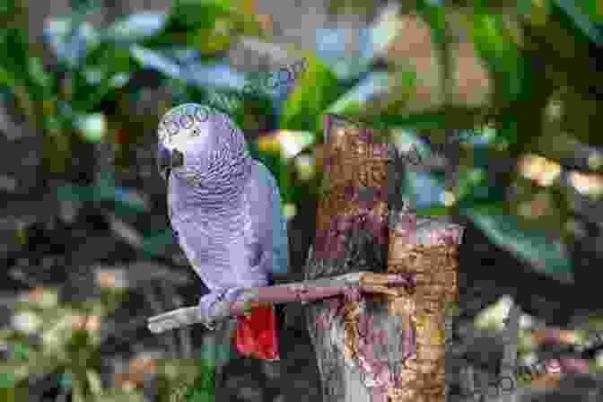 African Grey Parrot Perched On A Branch AFRICAN GREY PARROT: Discover The Complete Guides On Everything You Need To Know About African Grey Parrot