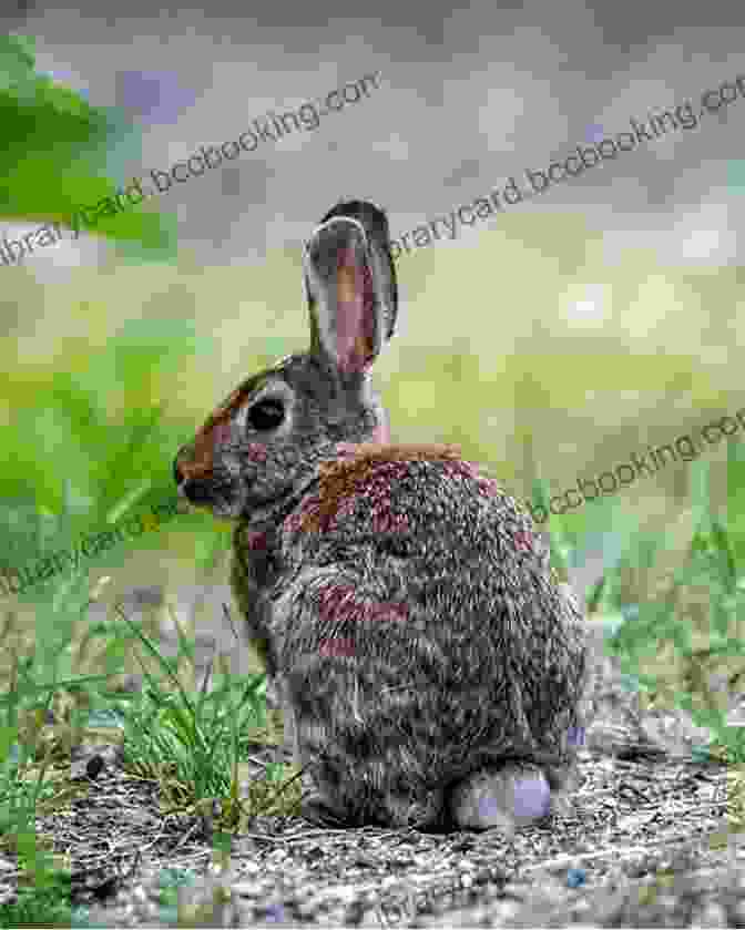 An Illustration Of A Rabbit Sitting In A Field, Symbolizing The Significance Of The Rabbit In The Novel Because Of The Rabbit (Scholastic Gold)