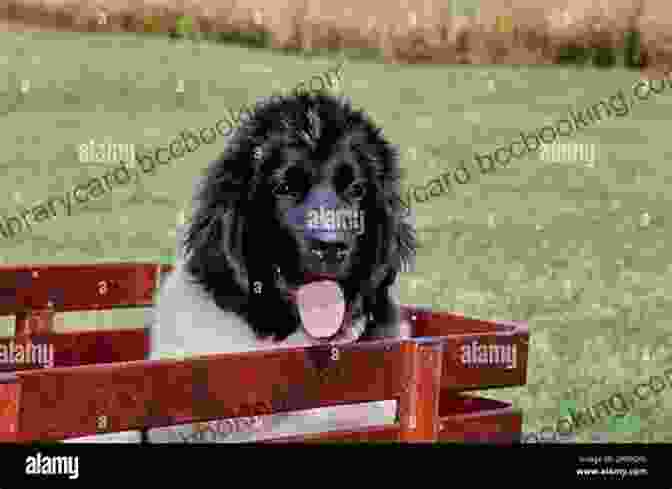 Bear The Newfoundland Sitting In A Field With His Tongue Out Free Days With George: Learning Life S Little Lessons From One Very Big Dog