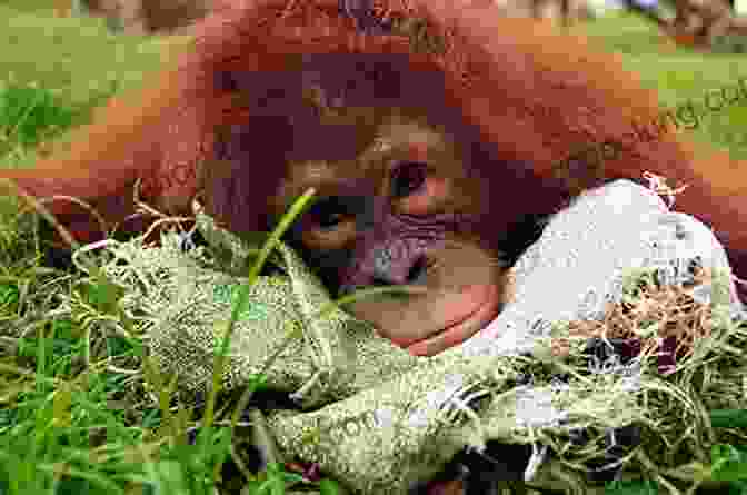 Budi, An Orphaned Orangutan, Being Cared For At The Nyaru Menteng Orangutan Rehabilitation Centre Orangutan: A Memoir Colin Broderick