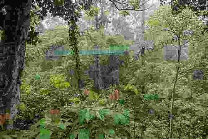 Budi, Fully Rehabilitated, Enjoys The Freedom Of The Rainforest Canopy Orangutan: A Memoir Colin Broderick