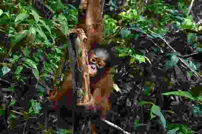 Caregivers At The Nyaru Menteng Orangutan Rehabilitation Centre Tending To Budi Orangutan: A Memoir Colin Broderick