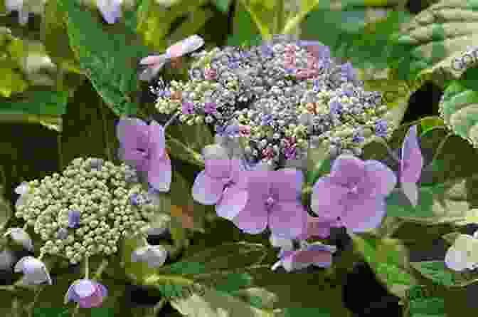 Close Up Of Hydrangea Leaves And Flowers With Watering Can Cape May Hydrangeas (Cape May 10)
