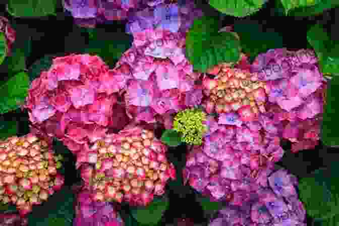 Colorful Display Of Hydrangeas In Various Shades And Forms Cape May Hydrangeas (Cape May 10)