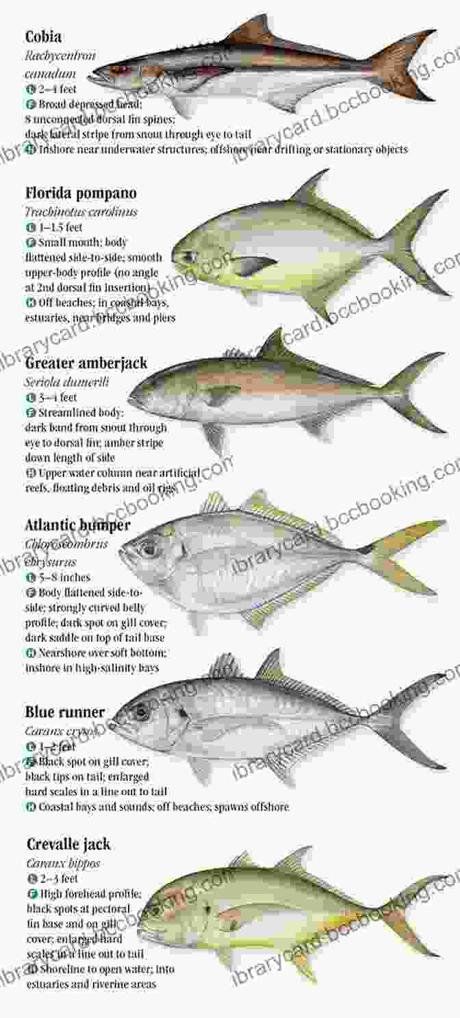 Common Saltwater Fish Species The Orvis Guide To Beginning Saltwater Fly Fishing: 101 Tips For The Absolute Beginner (Orvis Guides)