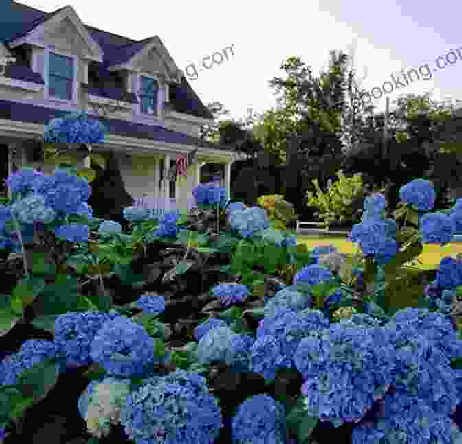 Crowds Enjoying The Lively Atmosphere Of Cape May's Hydrangea Festival Cape May Hydrangeas (Cape May 10)