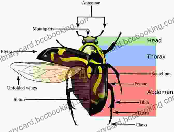 Detailed Illustration Of Insect Anatomy How To Draw: Insects Dandi Palmer