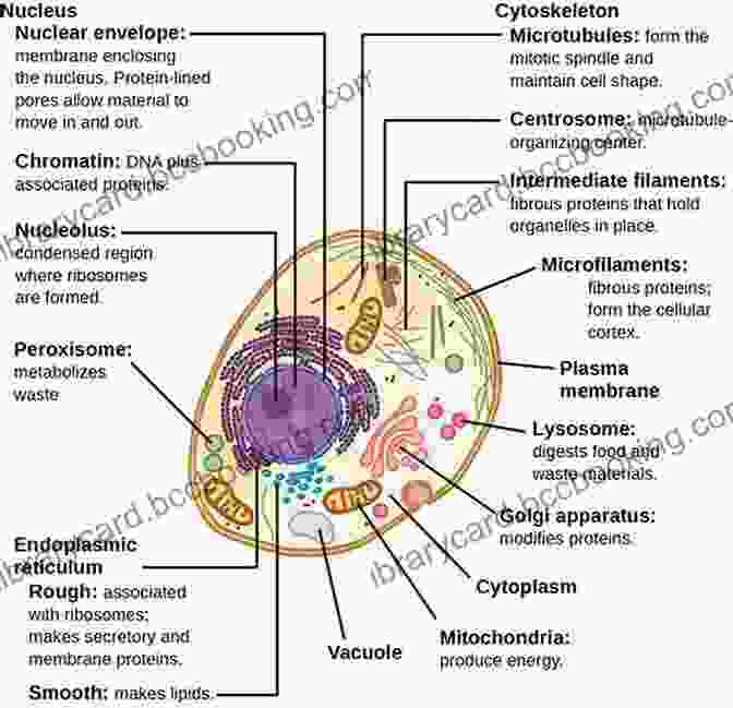 Diagram Of A Eukaryotic Cell, Showcasing Its Organelles And Their Functions. Advanced Level Chemistry For Life Unit 1
