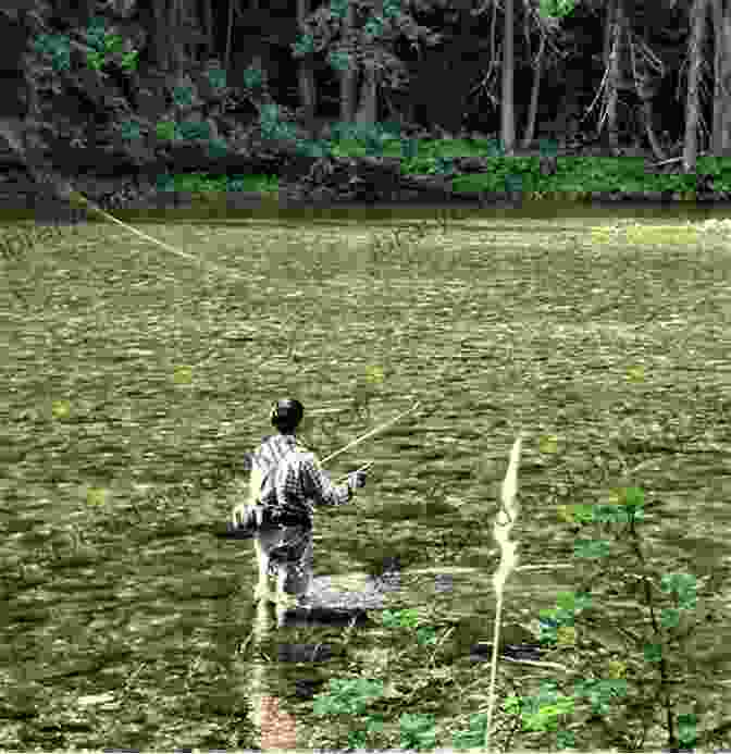Fly Fisher Casting In A Secluded Stream Flyfisher S Guide To Missouri/Arkansas