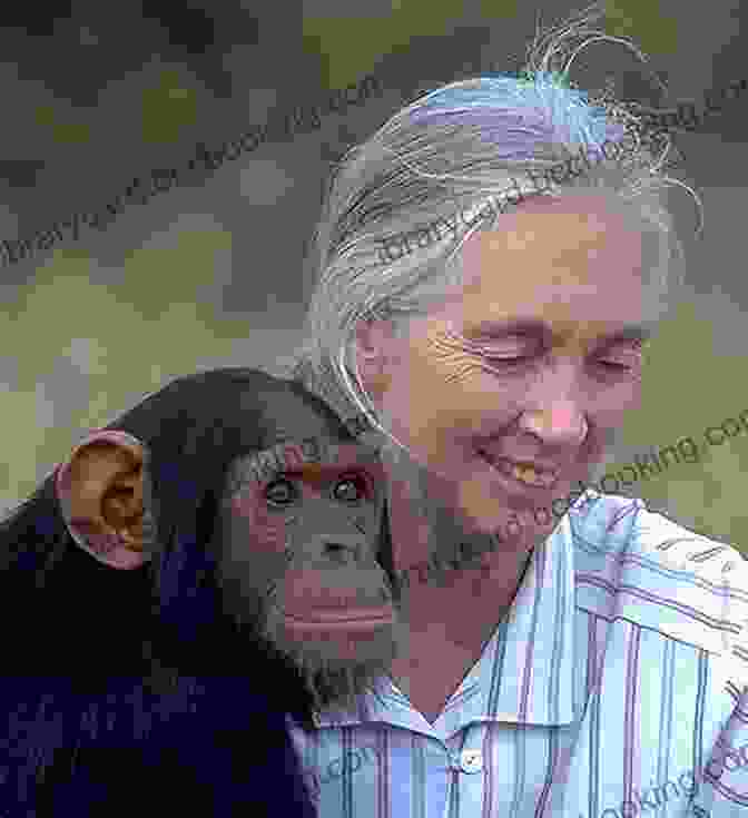 Jane Goodall Sitting With A Chimpanzee Jane Goodall: The Woman Who Redefined Man