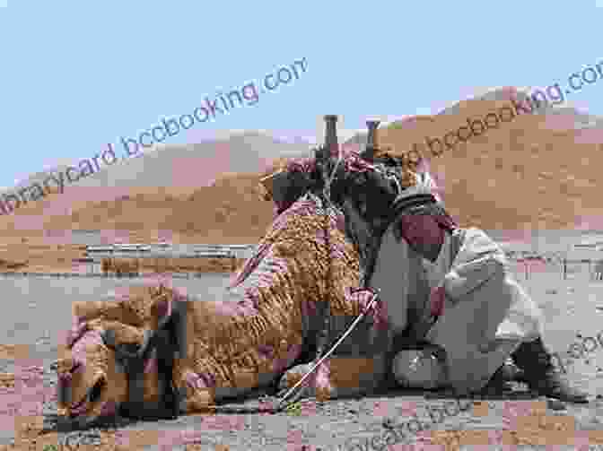 Lawrence Of Arabia On Camel In The Desert Lawrence: Warrior And Scholar Colin McPhee