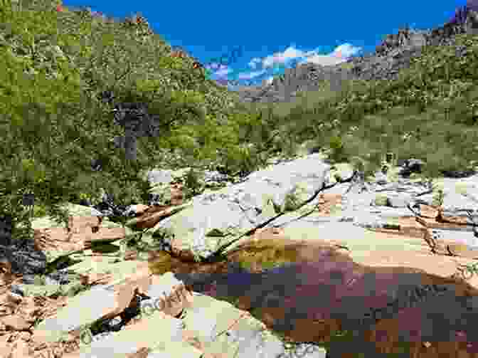 Sabino Canyon With Lush Vegetation And Running Water 100 Things To Do In Tucson Before You Die 2nd Edition