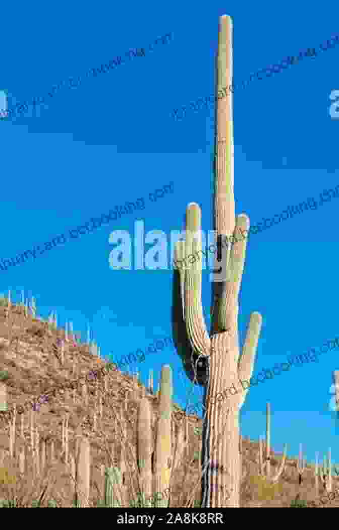 Saguaro National Park With Giant Saguaro Cacti 100 Things To Do In Tucson Before You Die 2nd Edition