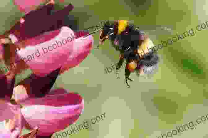 Willbee The Bumblebee Flying Through A Field Of Flowers Willbee The Bumblebee Craig Smith